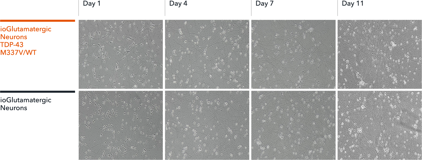 ioGlutamatergic_neurons-TDP43-M337V-WT-Morphology