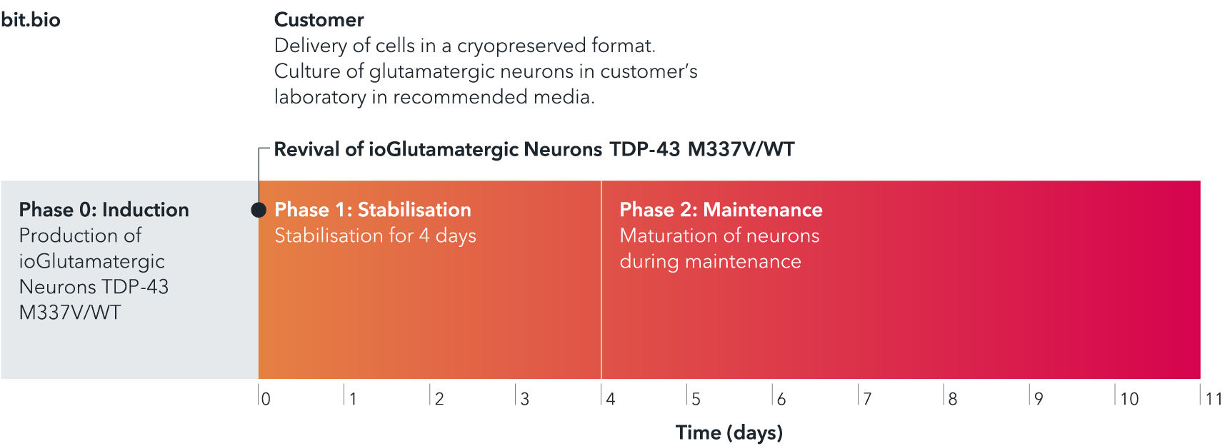 ioGlutamatergic_neurons-TDP43-M337V-WT-timeline-1