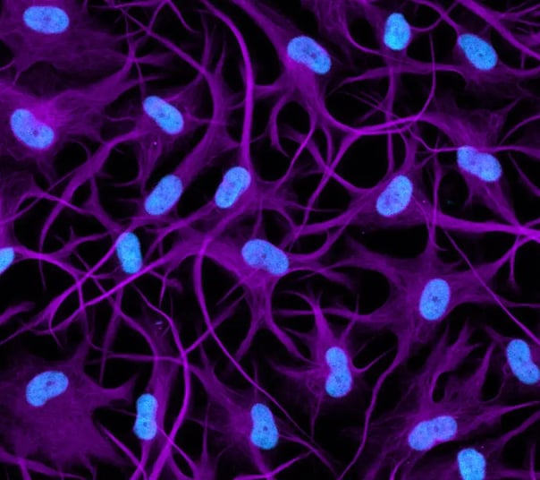 ioAstrocytes 2.0 user manual | bit.bio