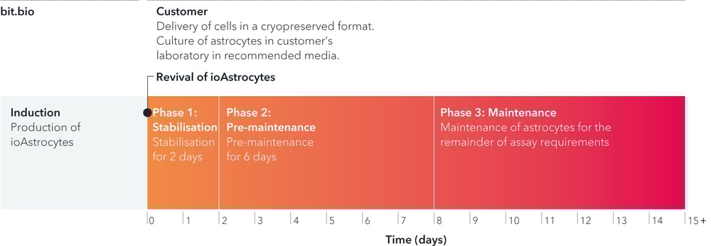 bit.bio_ioAstrocytes_timeline_horizontal-v2