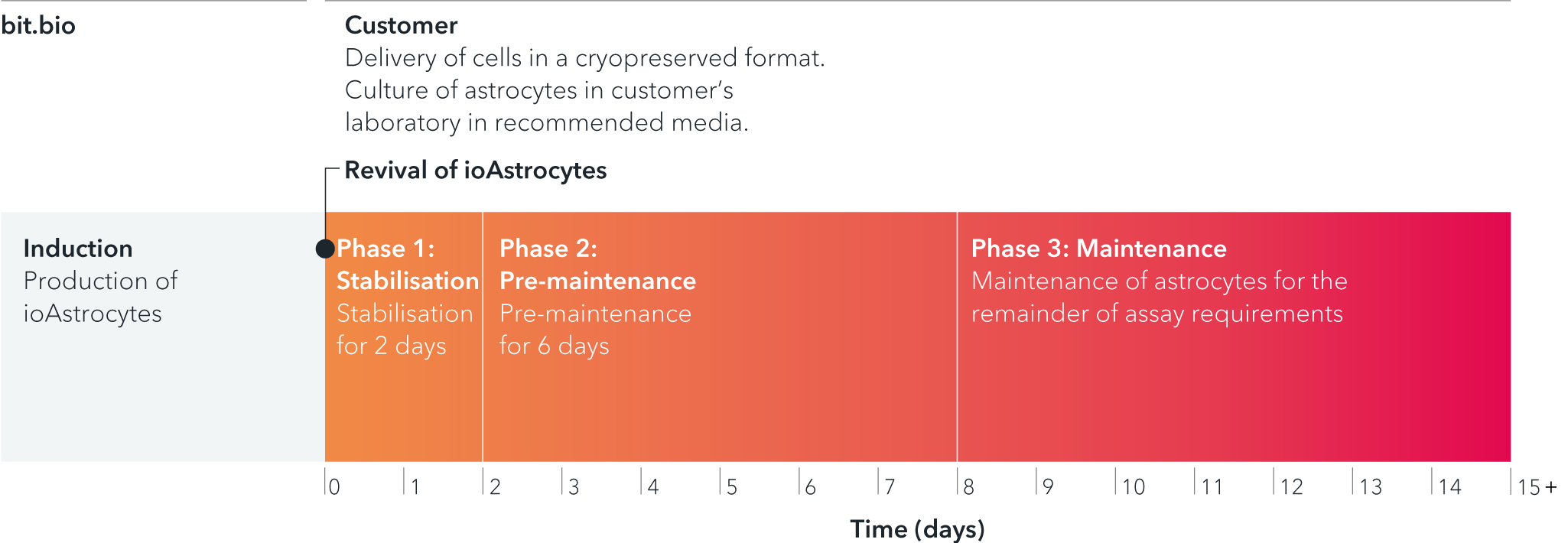 ioAstrocytes_are_ready-within-days_timeline_user_graphic