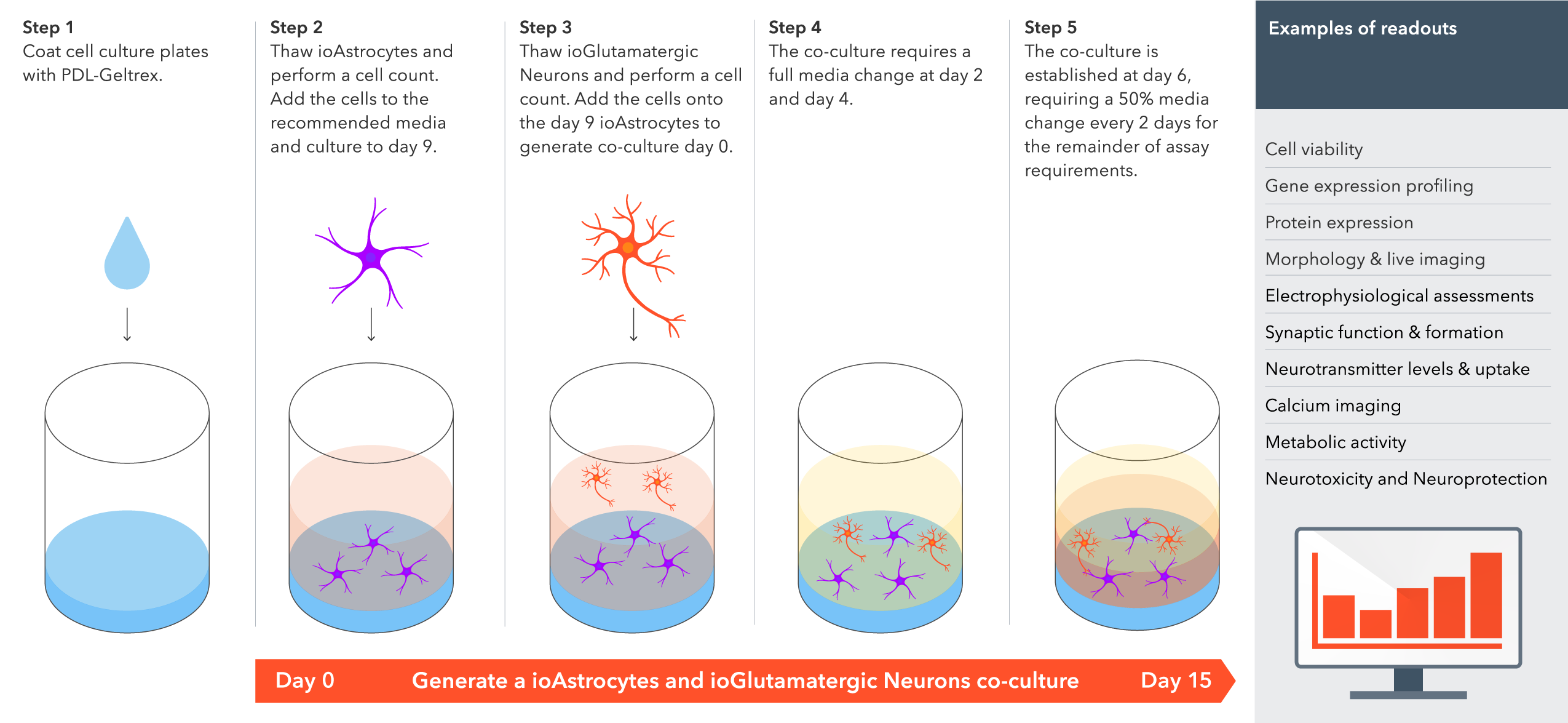 human_ipsc-derived_astrocyte_co-culture_with_human_ipsc-derived_glutamatergic_neurons