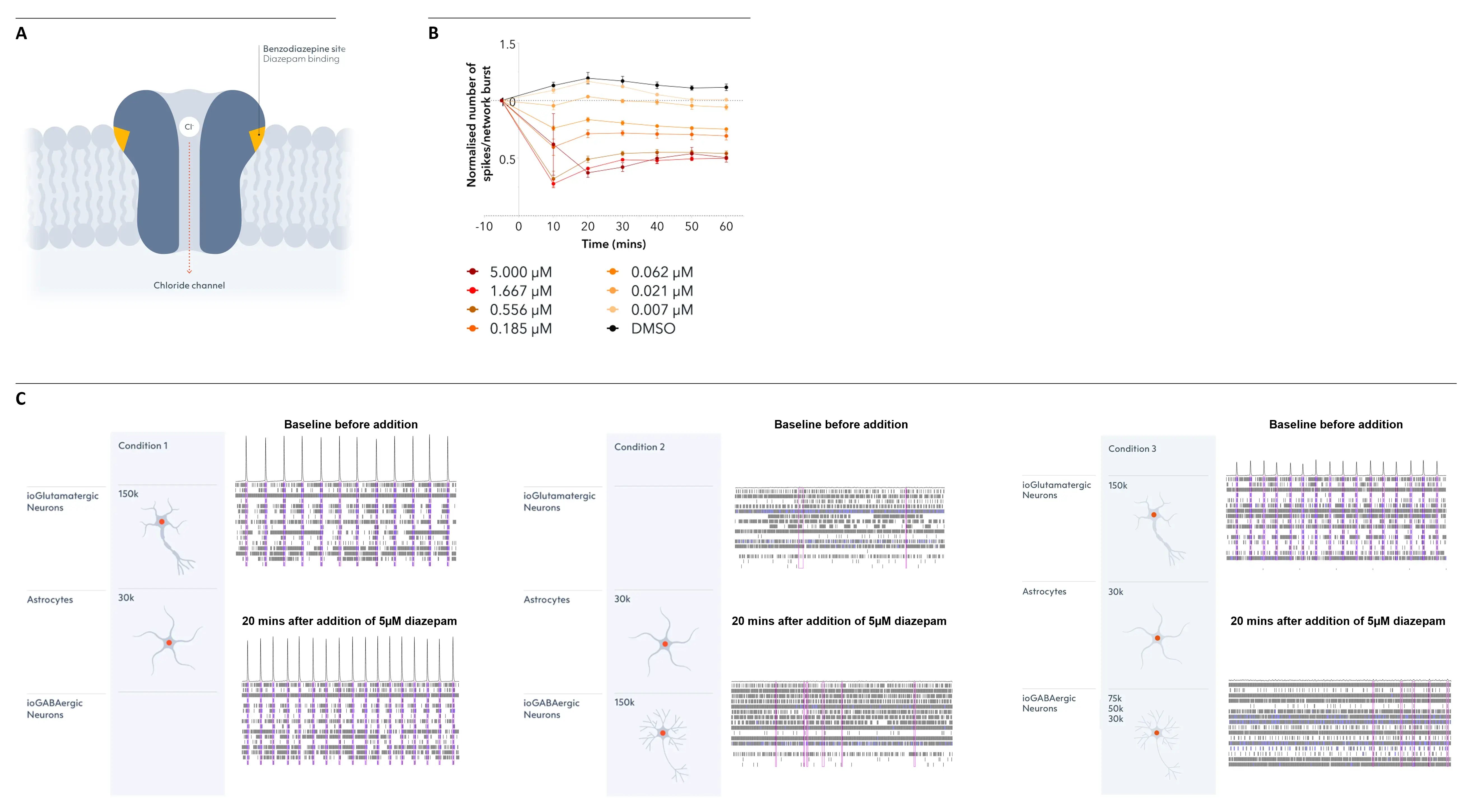 Diazepam enhances the inhibition by ioGABAergic Neurons in a dose-dependent manner.