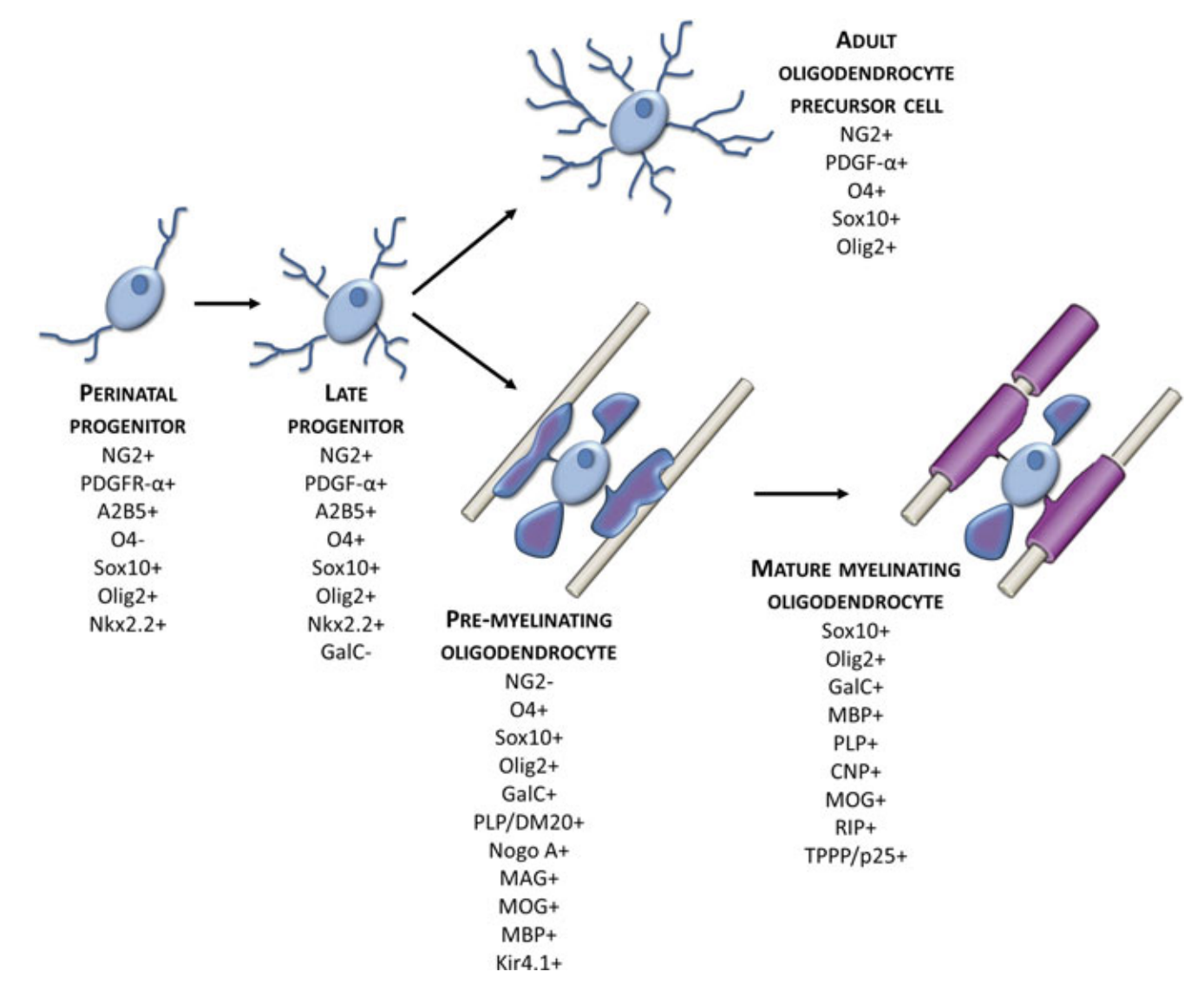 Diagram of Oligodendroglial Lineage Markers.