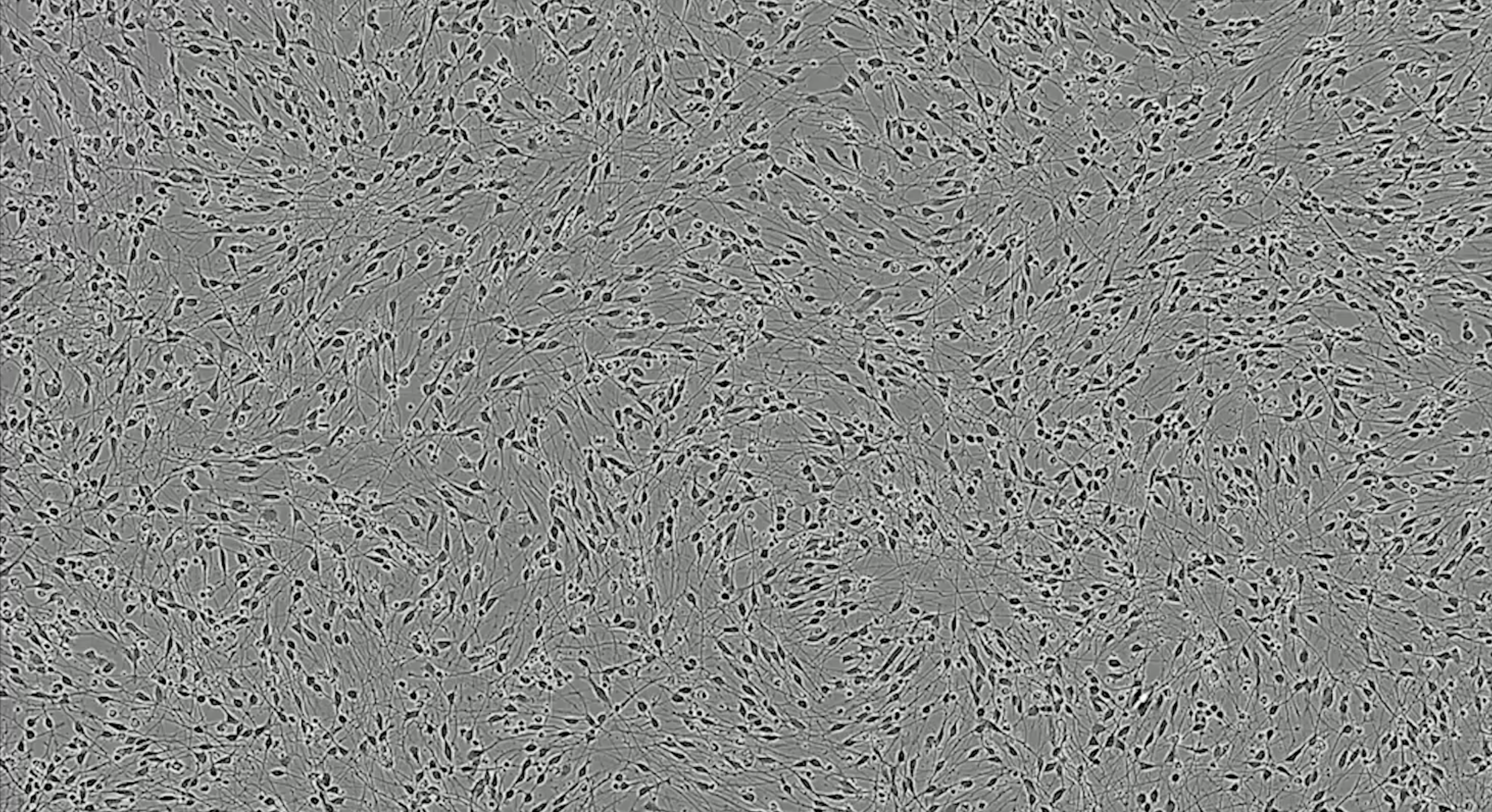 Programmed human GABAergic Neurons rapidly form a homogenous neuronal population