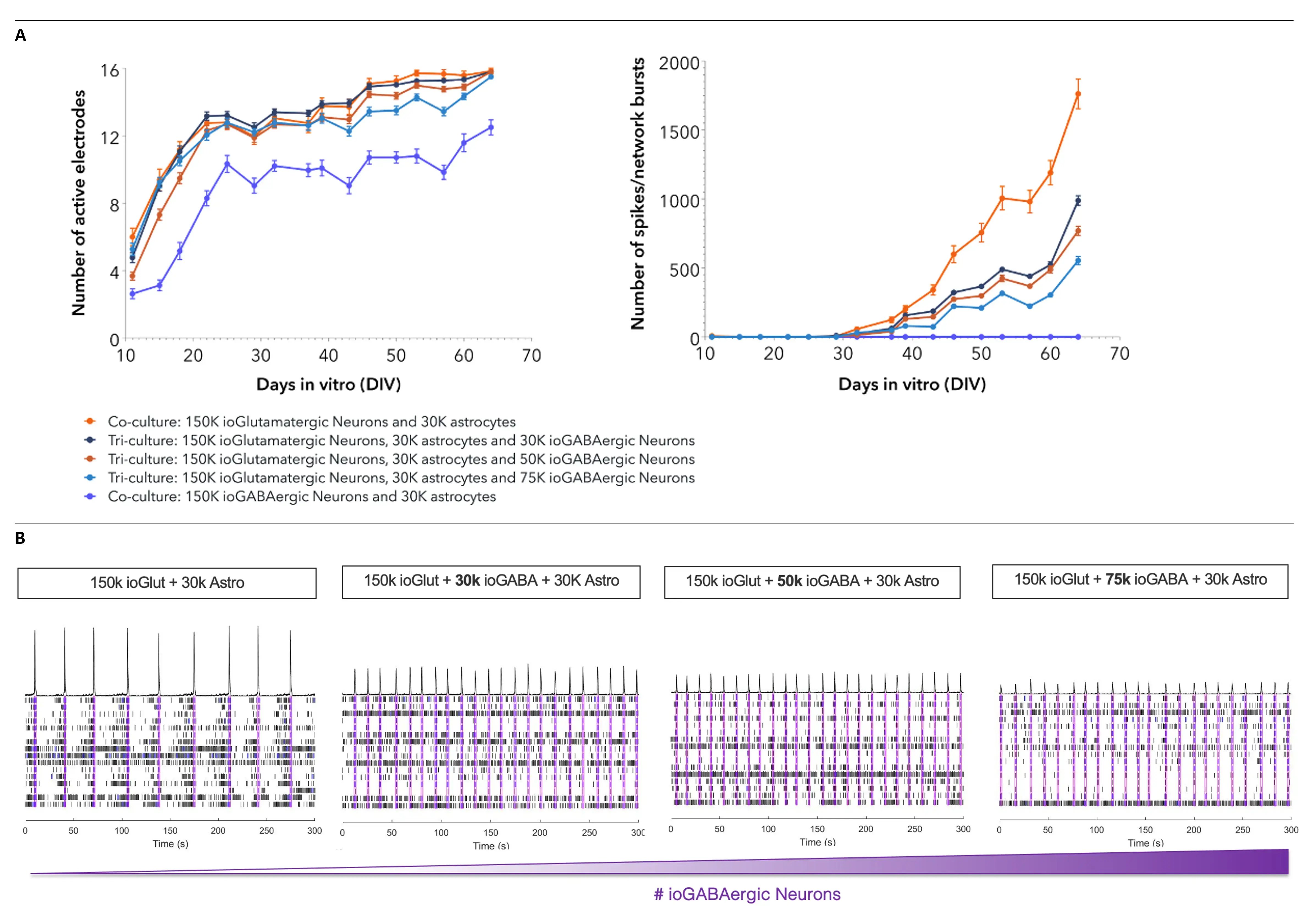 bit.bio-Network-models-for-epilepsy-research-glutamatergic-gaba-neurons