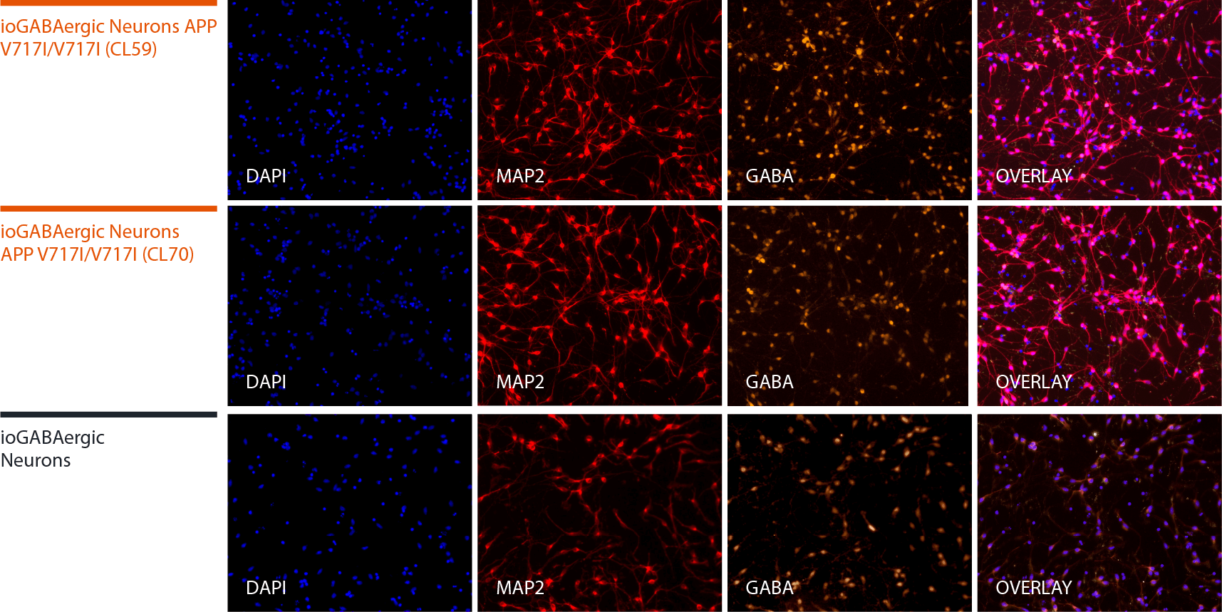 Disease model cells express key GABAergic neuron-specific markers comparably to the isogenic control 