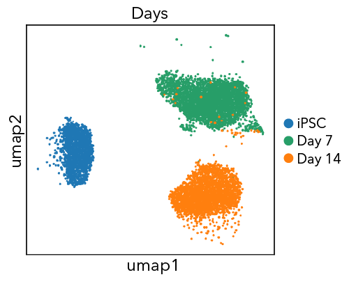 Commercially available GABAergic neurons in a 99% pure population.