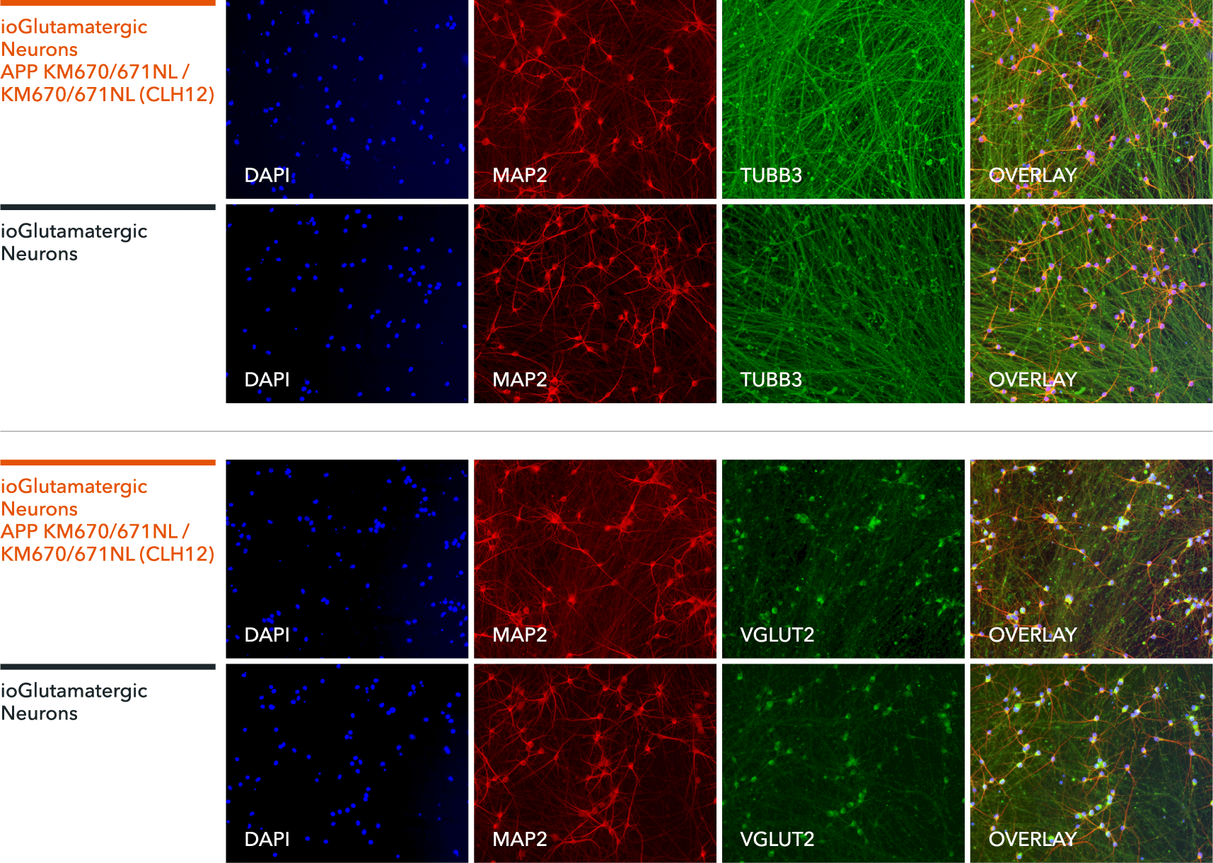 io1059-ioGlutamatergic-Neurons-APP-KM670-671NL-hom-ICC-TUBB3-MAP2-VGLUT2