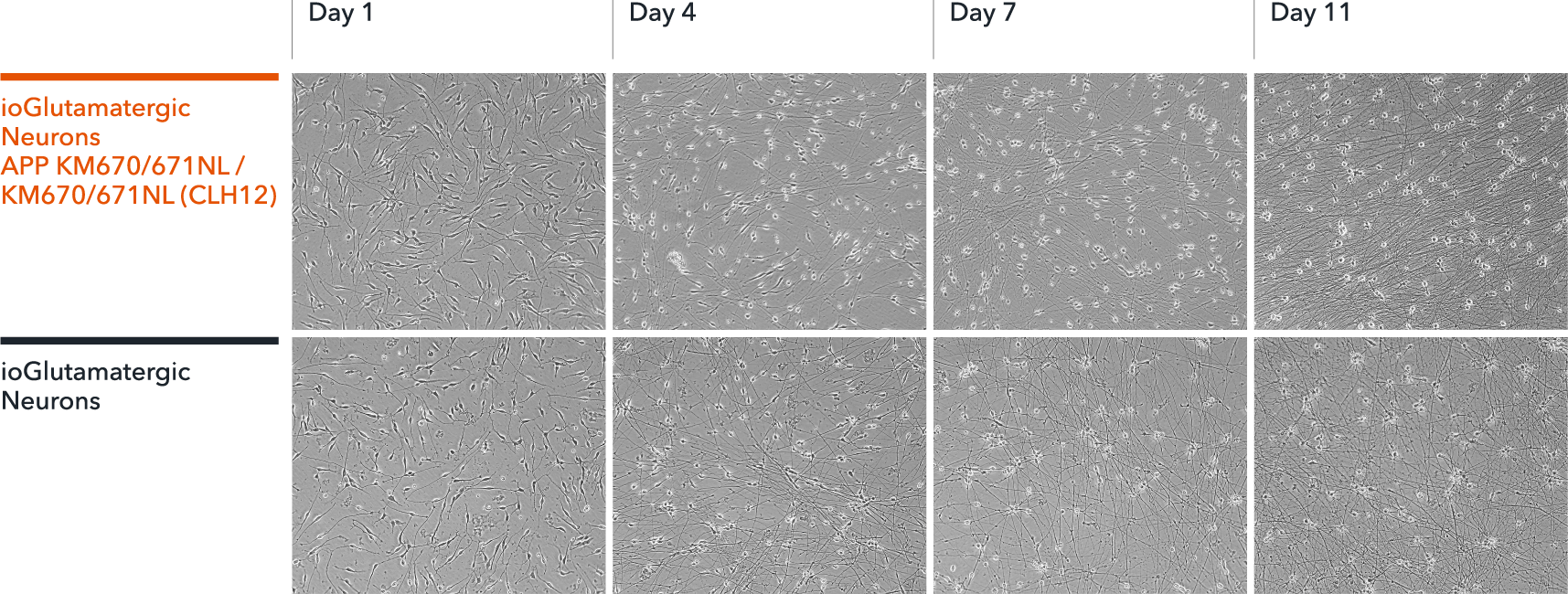 bit.bio Brightfield imaging of iPSC derived neurons Alzheimer's disease model shows glutamatergic neurons morphology
