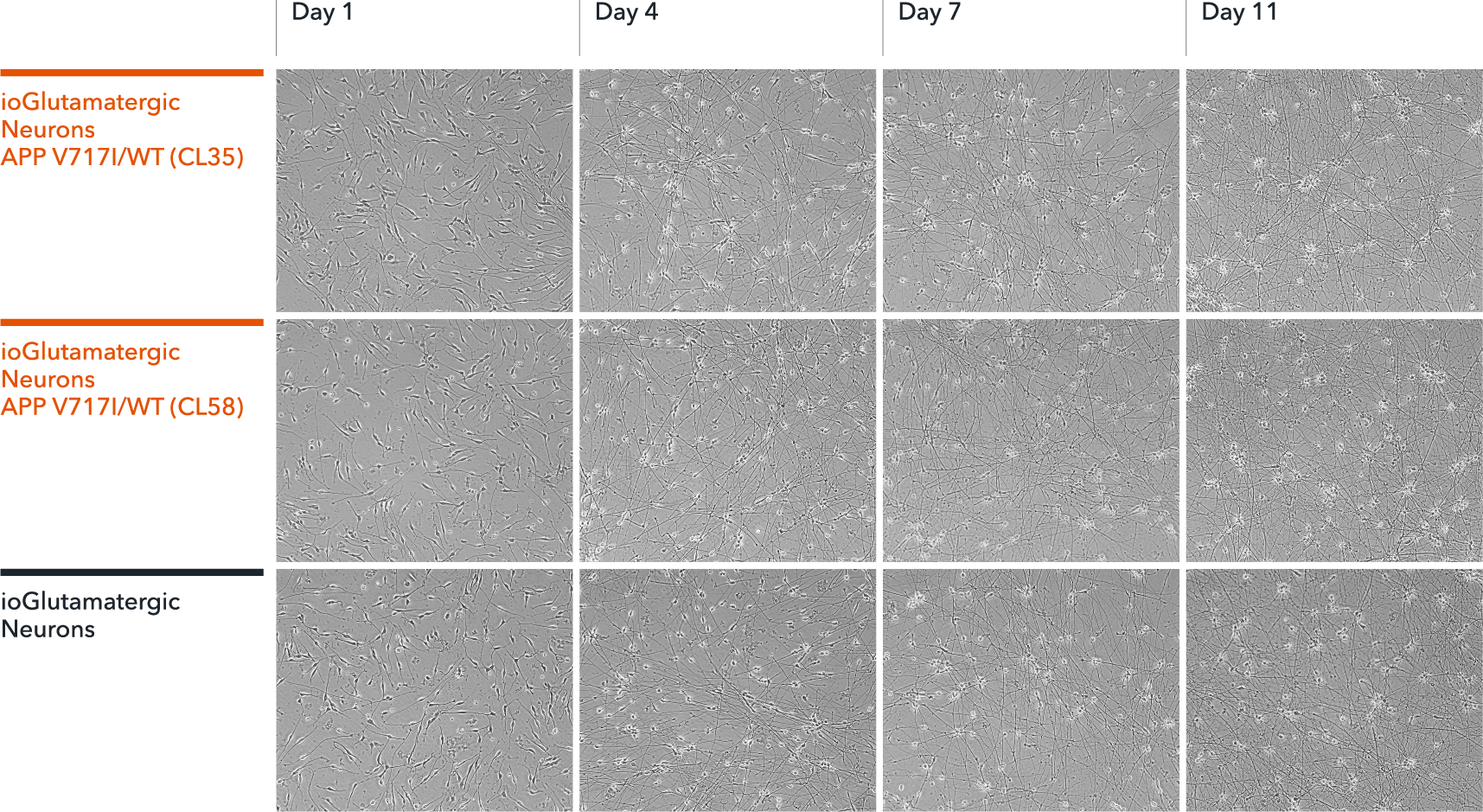 ioGlutamatergic Neurons APP V717I/WT morphology from day1 to 11 post-thaw.