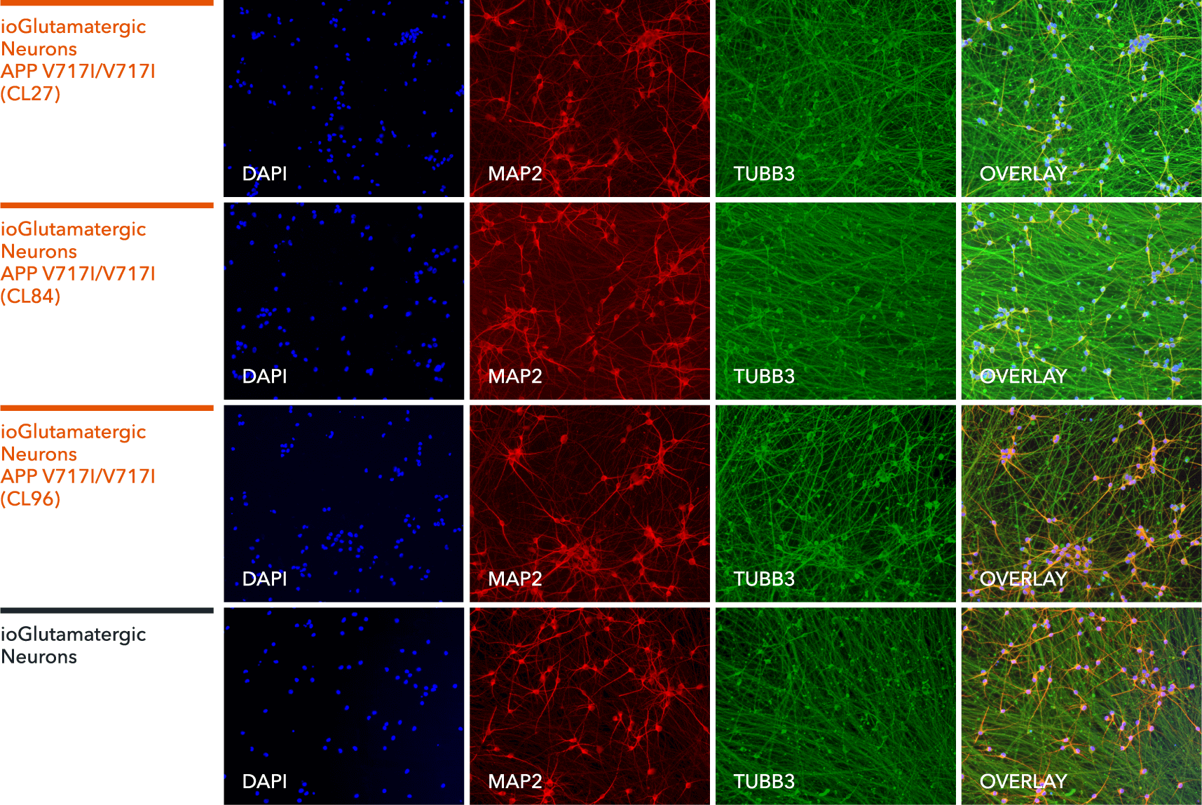 io1063-io1064-io1065-ioGlutamatergic Neurons-APP-V717I-hom-ICC-MAP2-TUBB3