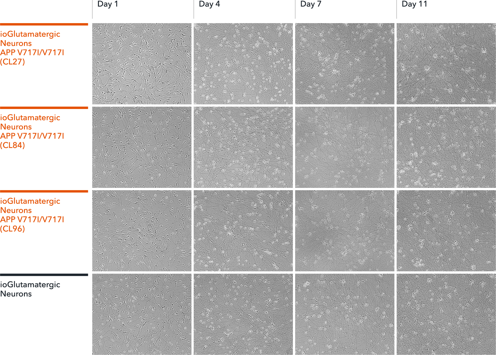 ioGlutamatergic Neurons APP V717I/V717I morphology from day1 to 11 post-thaw.