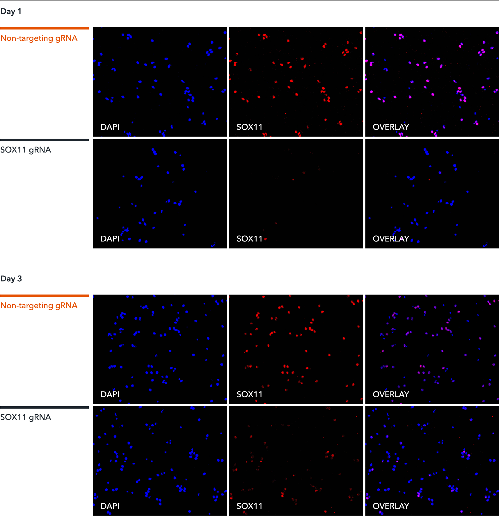 o	lentiviral transduction of gRNA generates efficient SOX11 knockouts in CRISPR-ready glutamatergic neurons shown by ICC