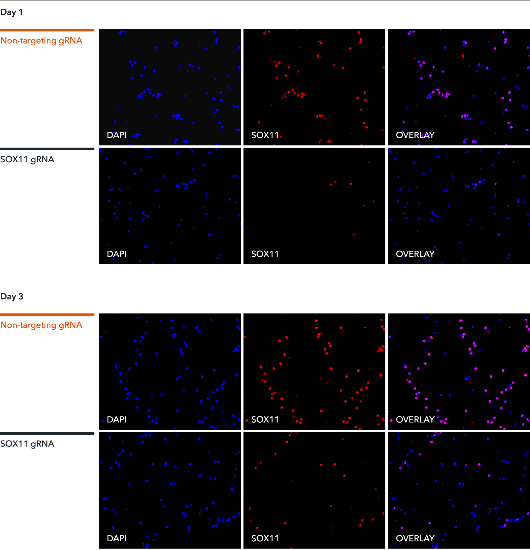 o	lipofectamine gRNA transfection leads to high-efficiency knockout of SOX11 in CRISPR-ready glutamatergic neurons shown by ICC