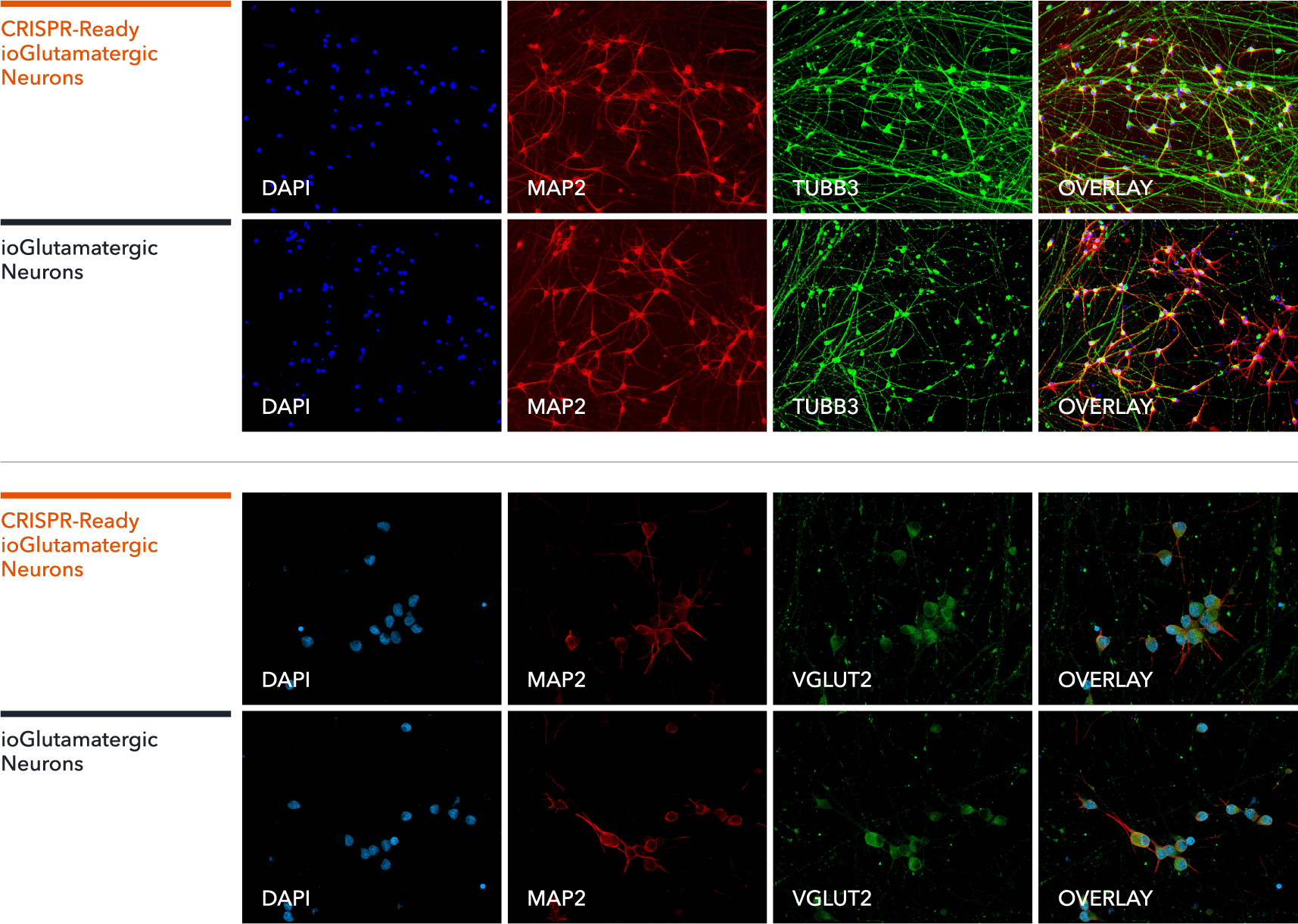 o	ICC shows iPSC-derived CRISPR-ready Glutamatergic Neurons express key neuronal markers MAP2, VGLUT2 and TUBB3