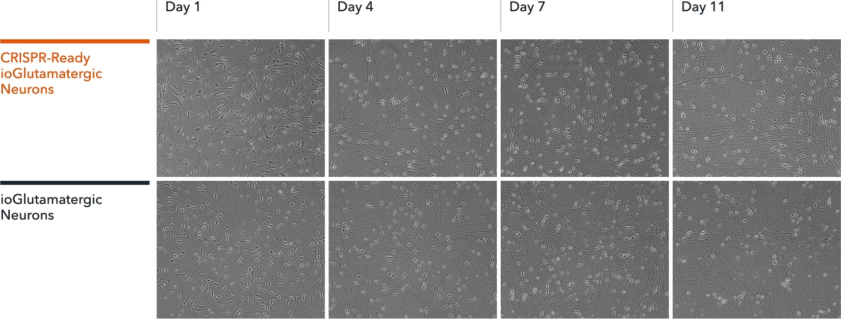 o	Microscopy at 100x magnification shows CRISPR-ready glutamatergic neurons form structural neuronal networks within 11 days