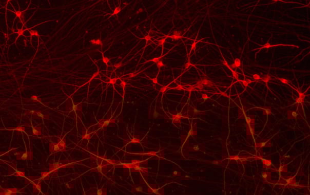 CRISPRko-Ready ioGlutamatergic Neurons | User Manual