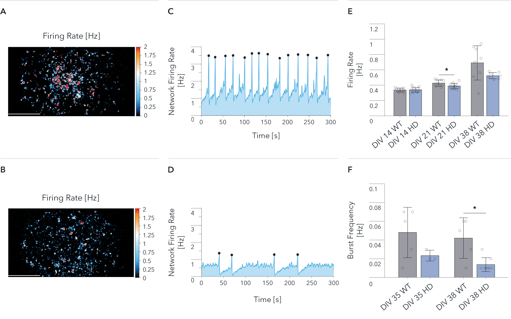 bitbio MEA analysis of Huntington's disease model cells; firing rate and network burst activity