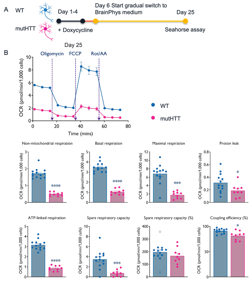 bit.bio Mitochondrial dysfunction in Glutamatergic Neurons HTT 50CAG/WT using Seahorse assay