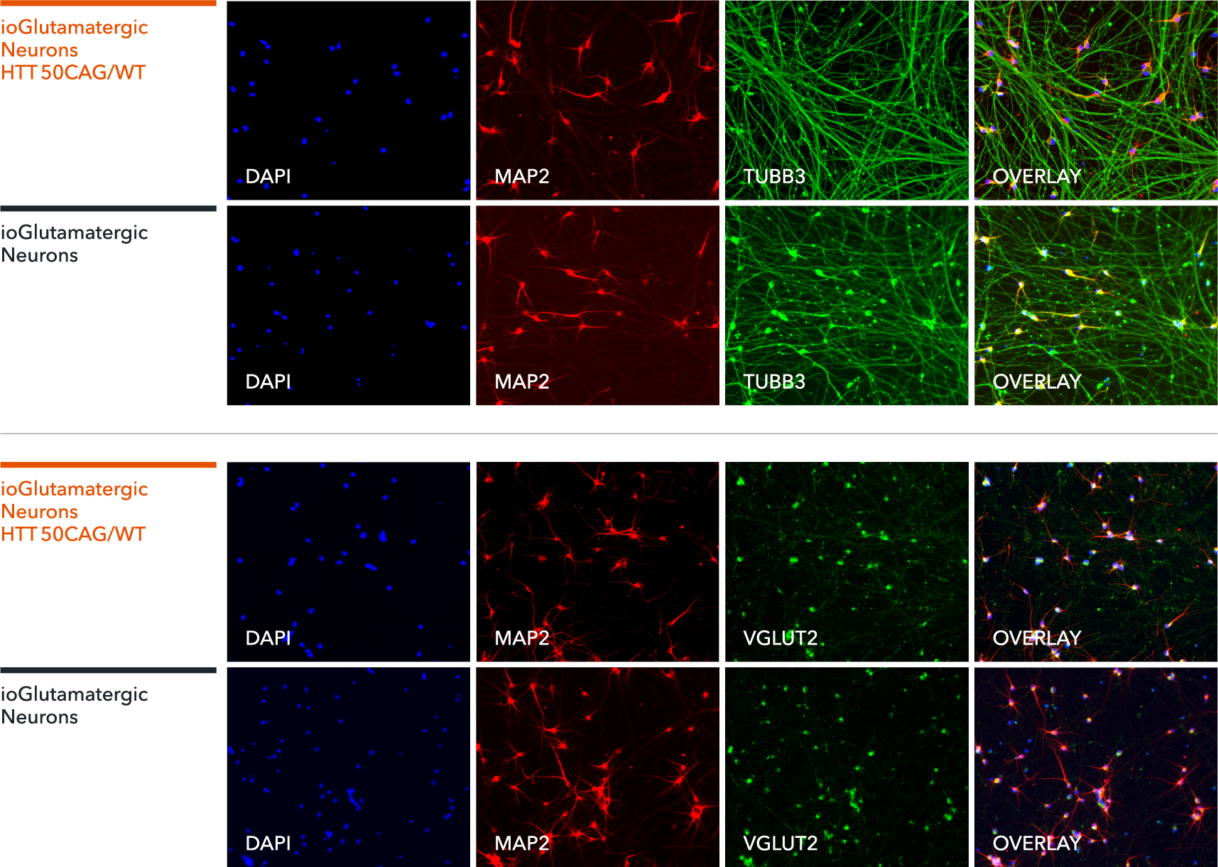 bit.bio glutamatergic neurons Huntington's disease model ICC marker staining MAP2, TUBB3, VGLUT2