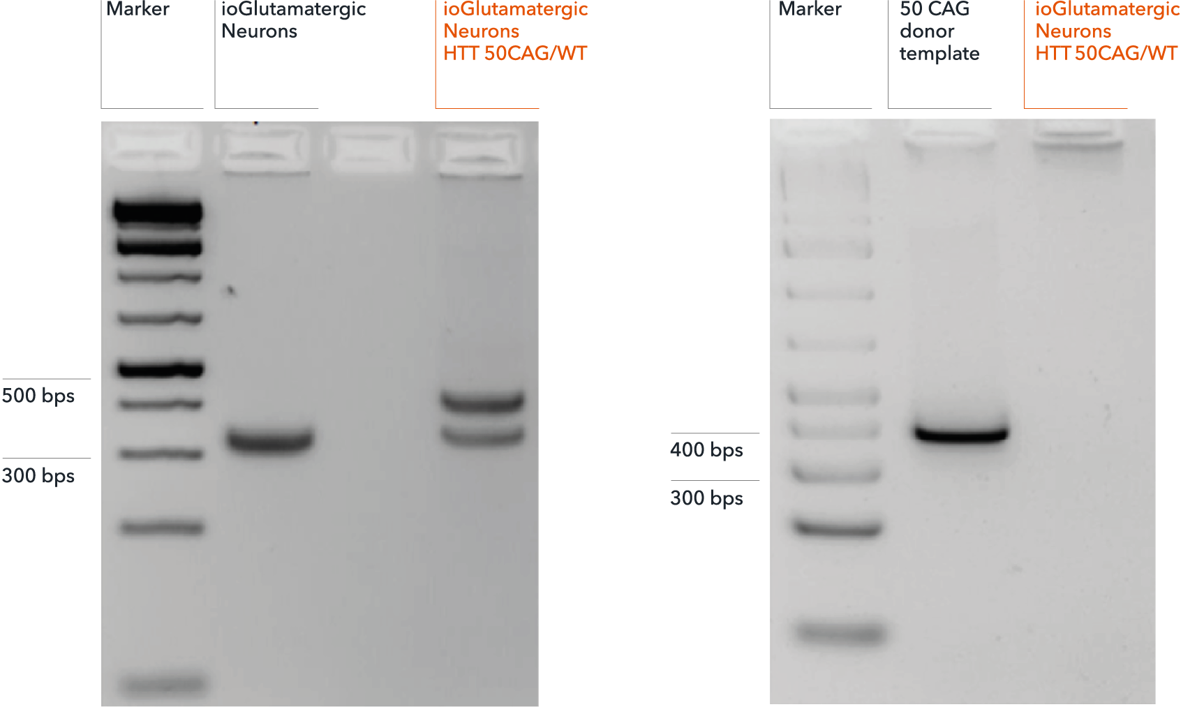 bit.bio Glutamatergic Neurons HD model genotype validation of CAG repeat expansion
