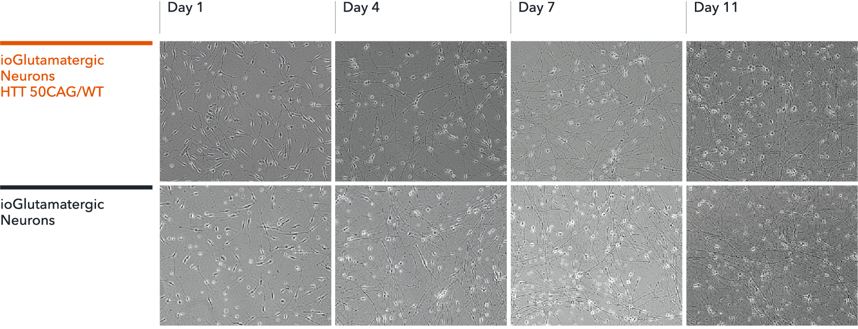 bit.bio glutamatergic neurons Huntington's disease model neuronal morphology