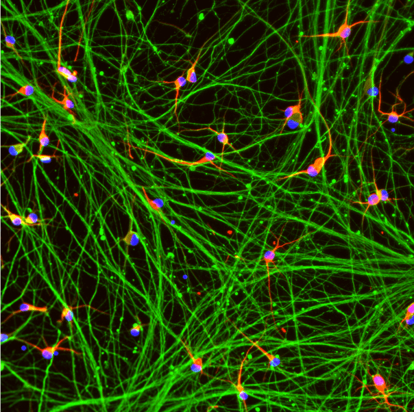 ioGlutamatergic Neurons HTT 50CAG/WT™ 