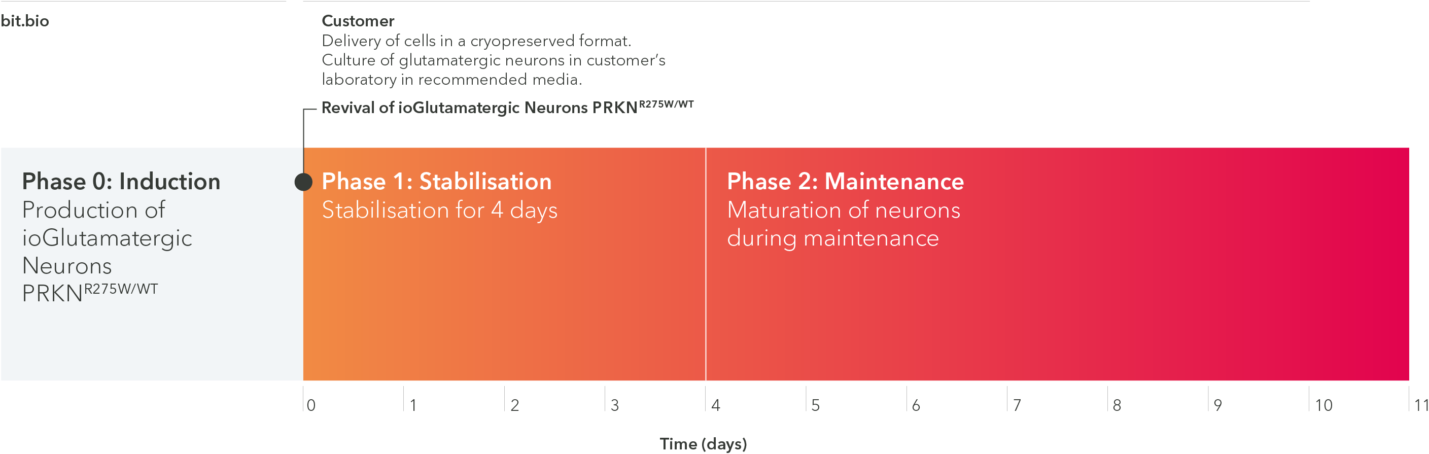 ioGlutamatergic Neurons PRKN R275W/WT arrive ready to plate and are ready for experimentation in 11 days