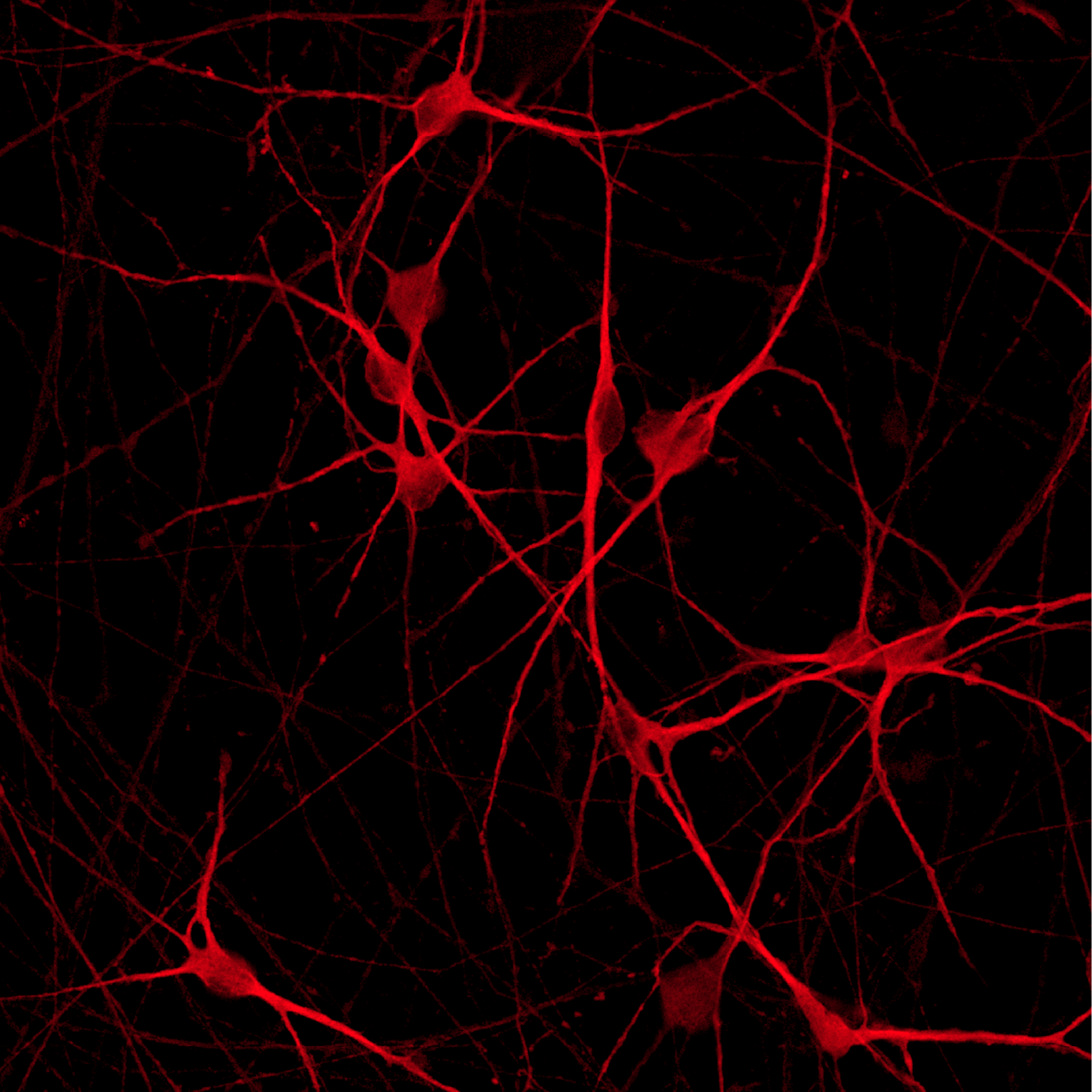 ioGlutamatergic Neurons PRKN R275W red image