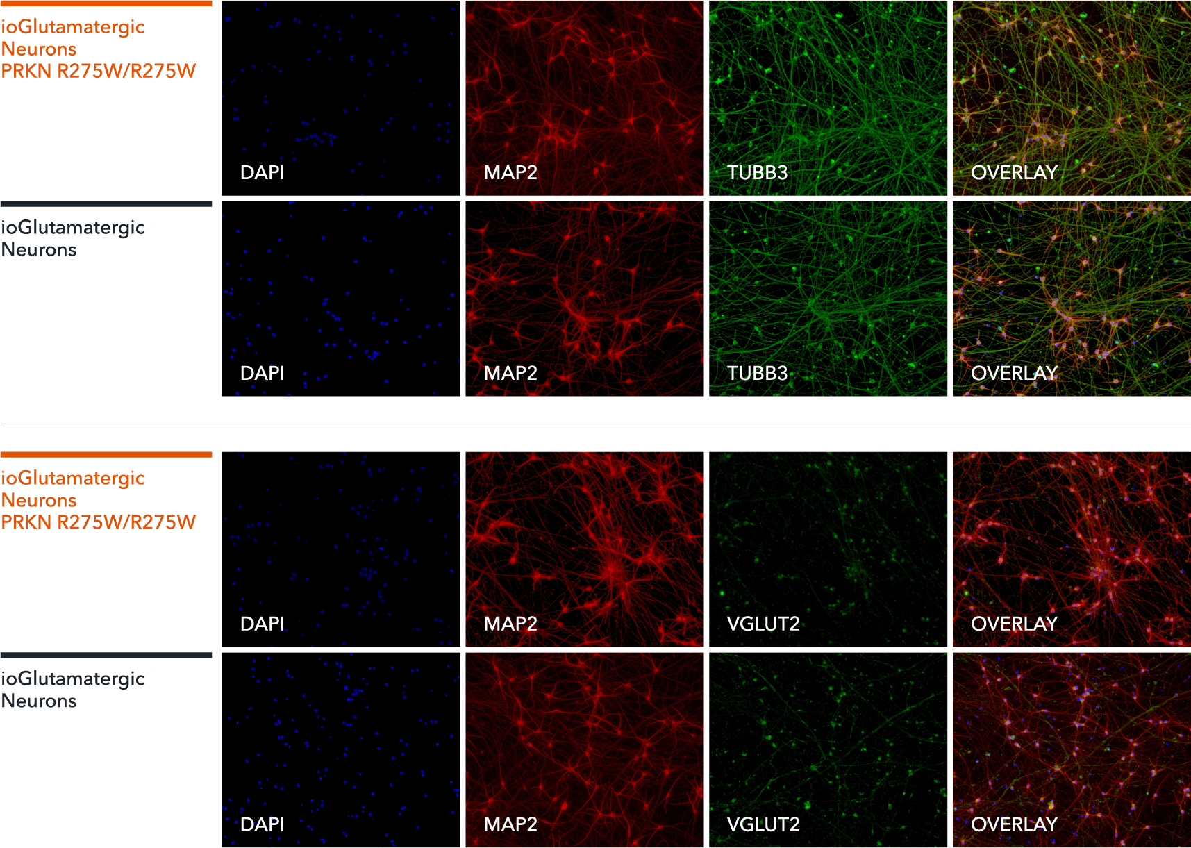 ICC showing that ioGlutamatergic Neurons PRKN R275W/R275W express pan neuronal markers