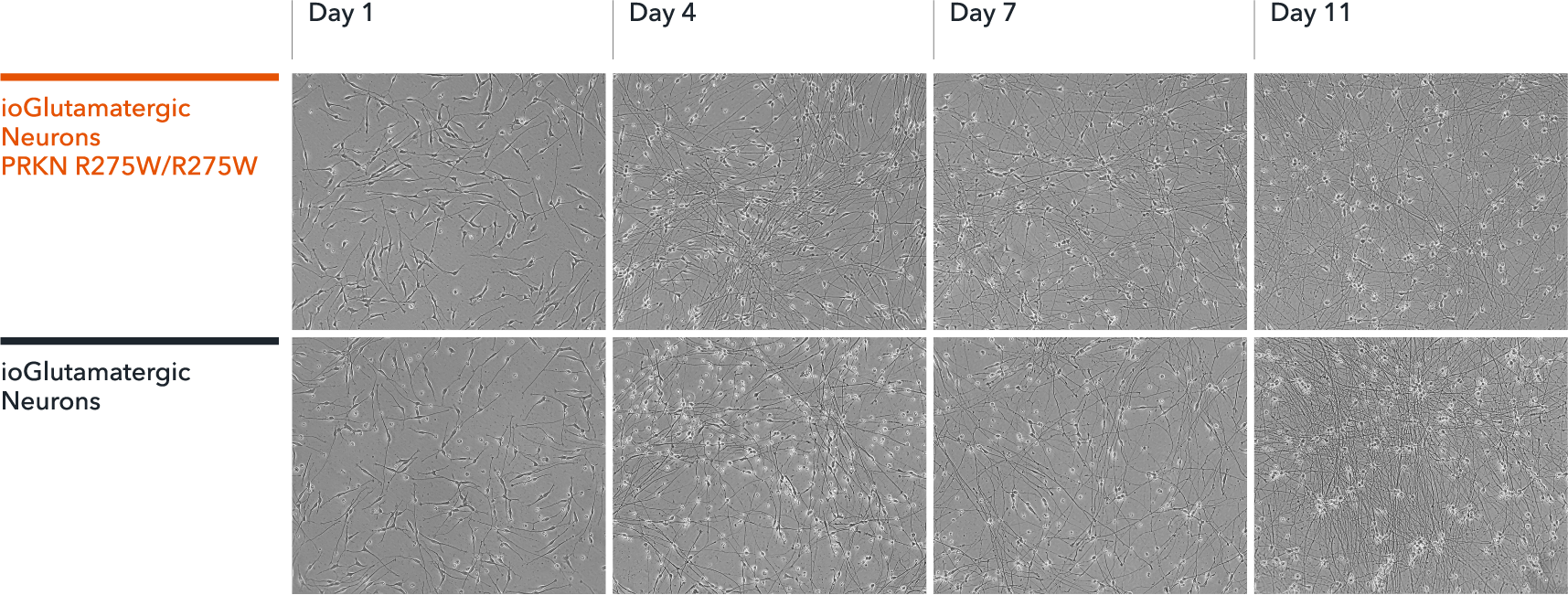 Incucyte imaging of ioGlutamatergic Neurons PRKN R275W/WT over 11 days, showing the cells form structural neuronal networks