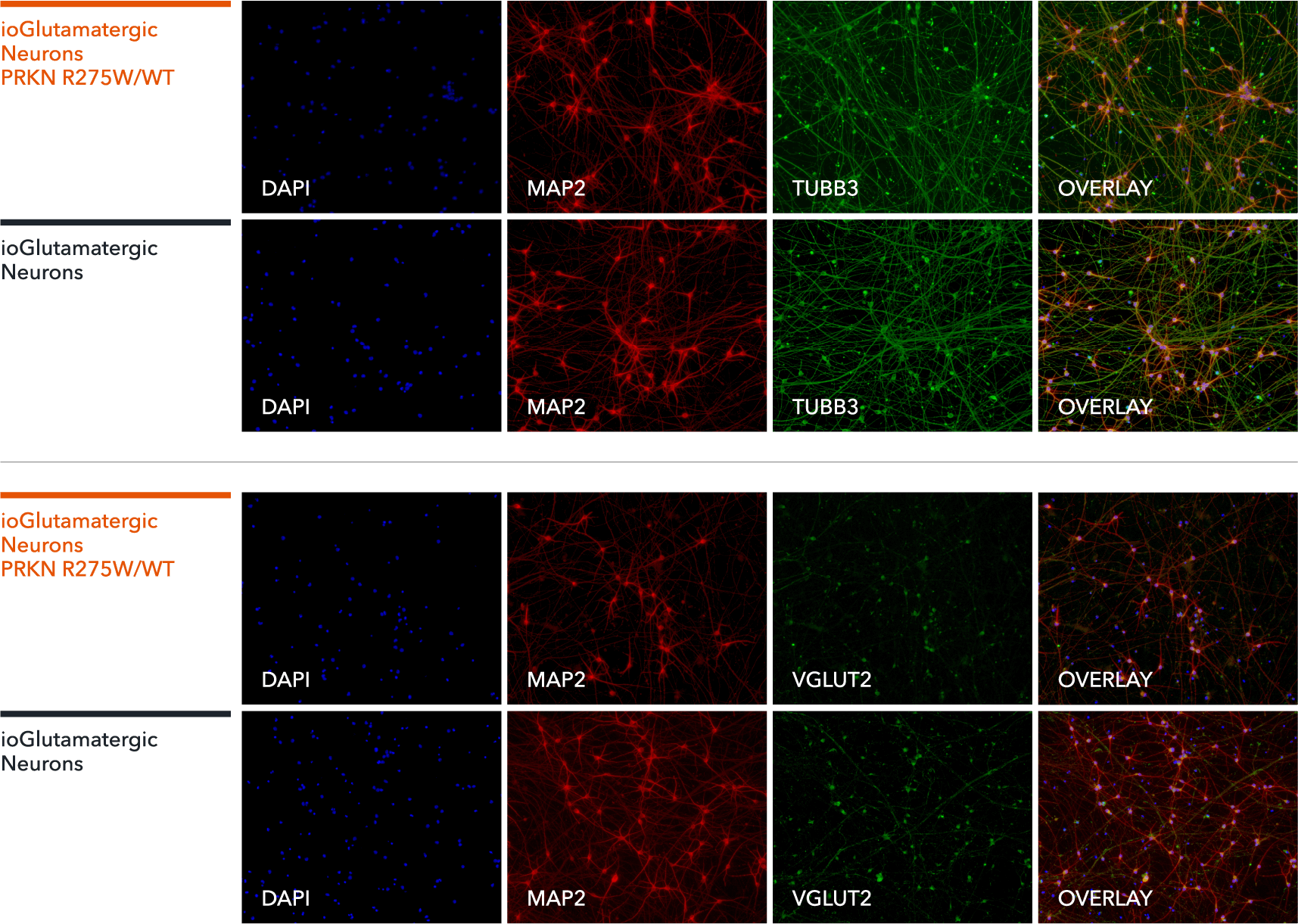 ICC showing glutamatergic neurons with heterozygous R275W mutation in the PRKN gene expressing pan-neuronal markers in an equivalent manner to an isogenic control