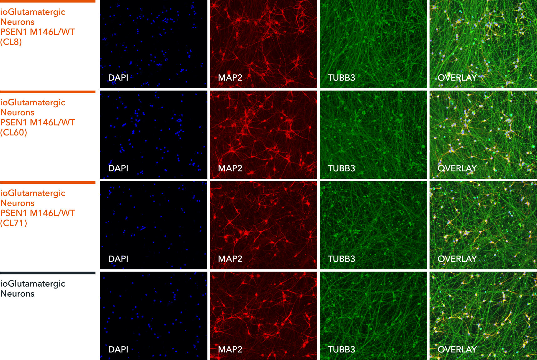 io1072-io1073-io1074-ioGlutamatergic-Neurons-PSEN1-M146L-het-ICC-MAP2-TUBB3