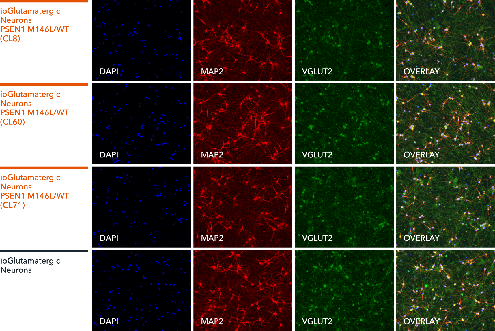 io1072-io1073-io1074-ioGlutamatergic-Neurons-PSEN1-M146L-het-ICC-MAP2-VGLUT2