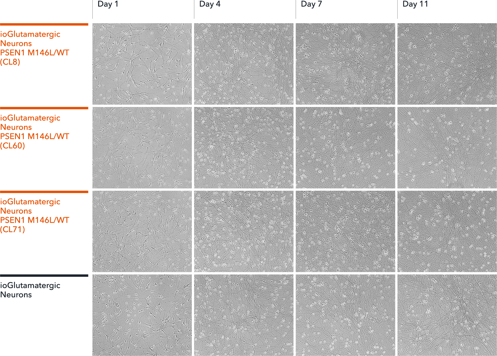 ioGlutamatergic Neurons PSEN1 M146L/WT morphology from day 1 to 11 post-thaw.