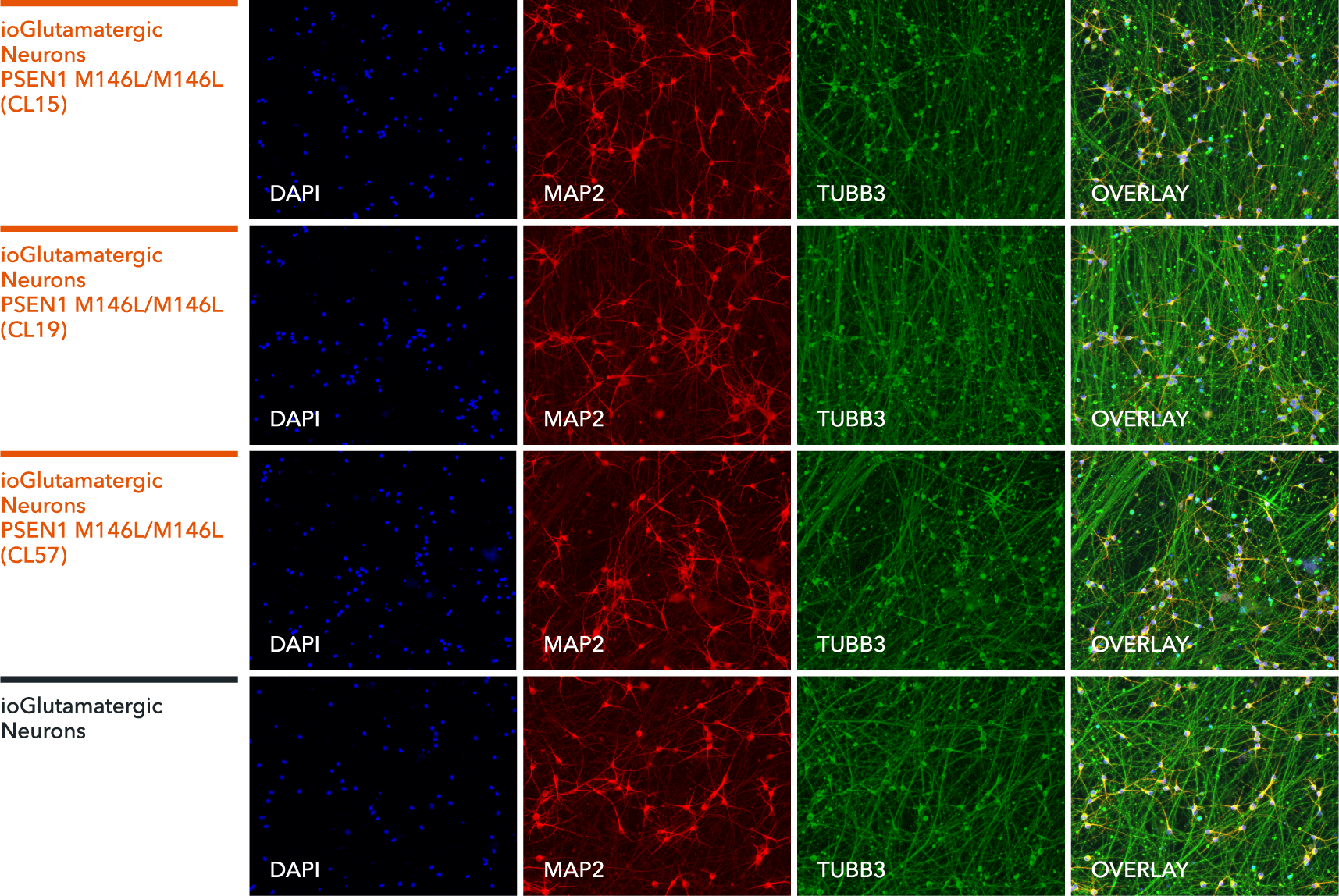 io1069-io1070-io1071-ICC-ioGlutamatergic-Neurons-PSEN1-M146L-hom-MAP2-TUBB3