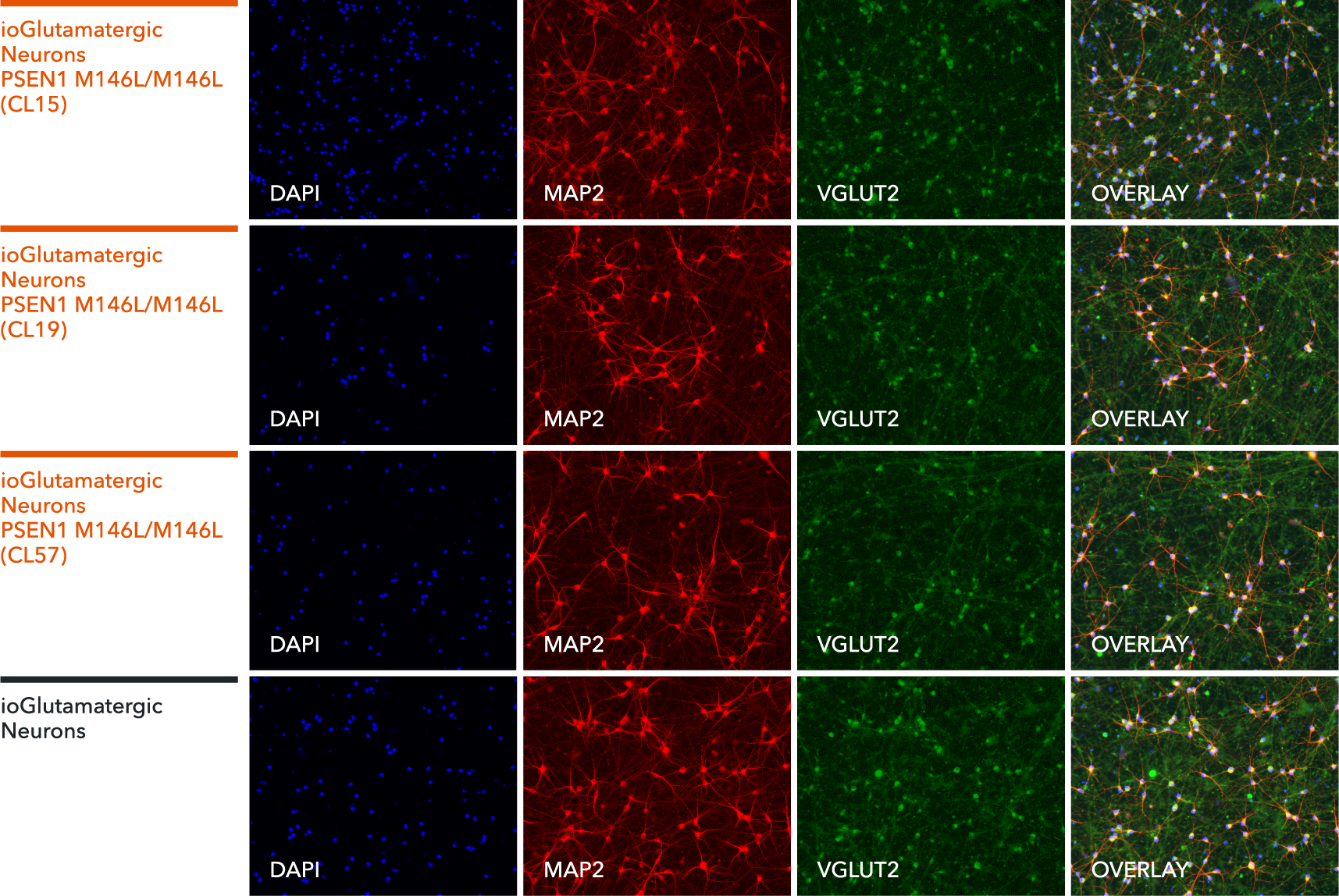 io1069-io1070-io1071-ICC-ioGlutamatergic-Neurons-PSEN1-M146L-hom-MAP2-VGLUT2