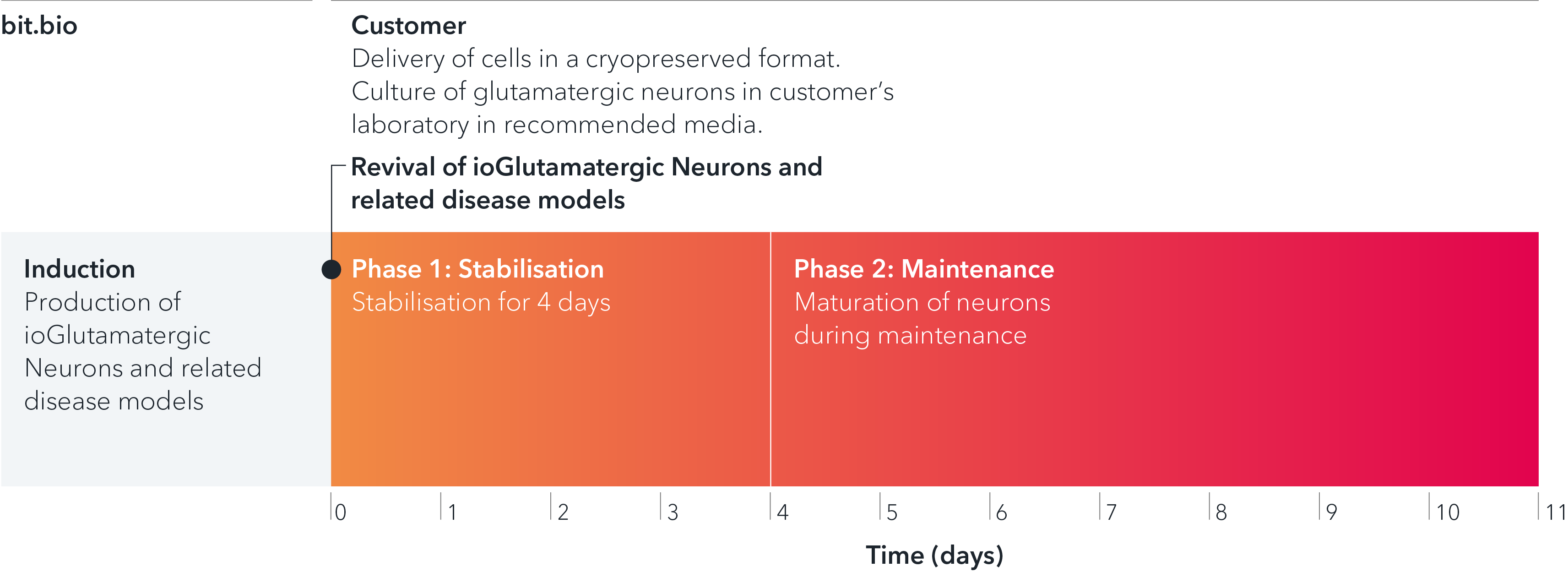 ioGlutamatergic Neurons SNCA A53T/A53T arrive ready to plate and are cultured over 11 days in a two-phase protocol.