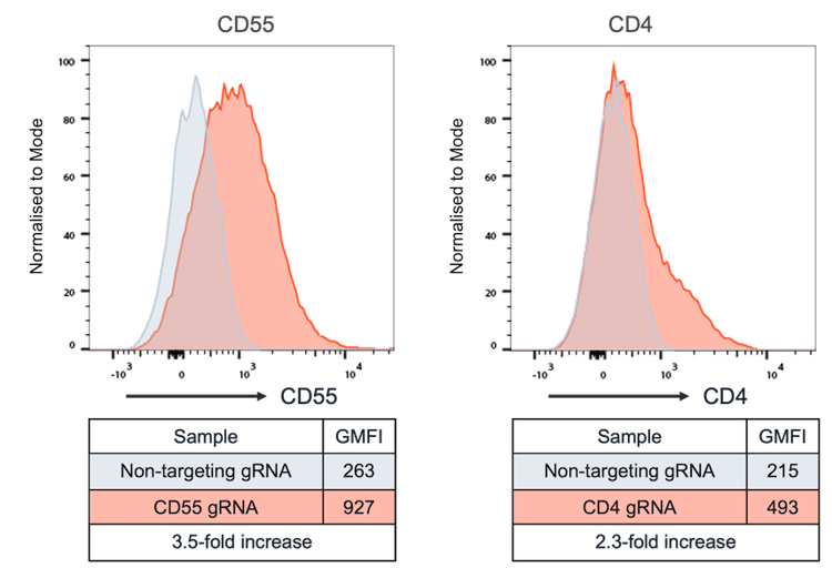 Activation of CD55 and CD4 in CRISPR activation ready iPSC-derived excitatory neurons