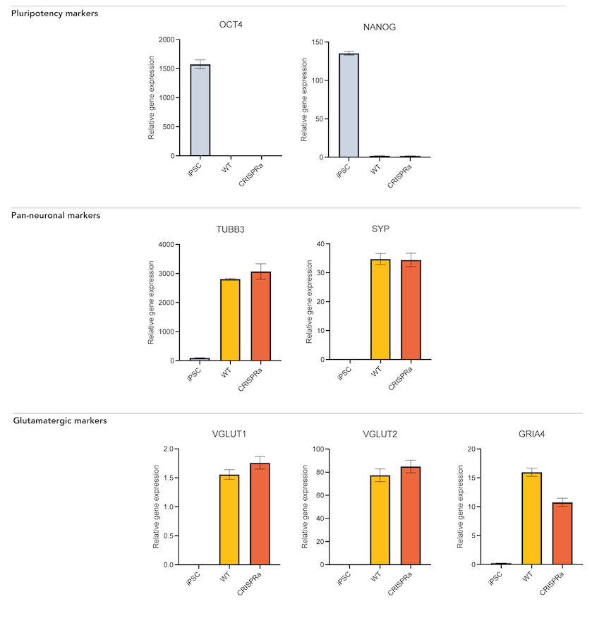 Gene expression in CRISPRa ready glutamatergic neurons rt-qpcr