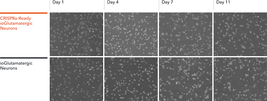 CRISPRa ready glutamatergic neurons brightfield morphology