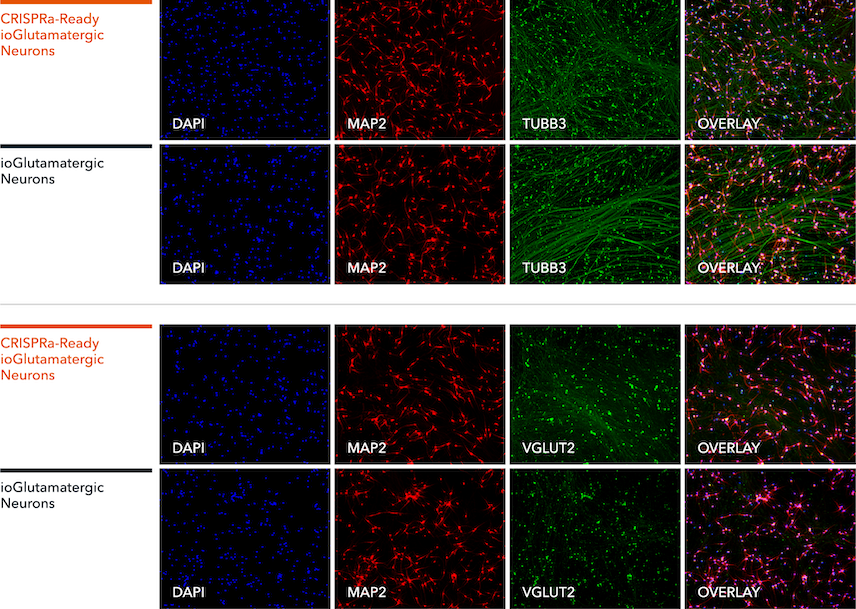 CRISPRa ready glutamatergic neurons protein expression ICC