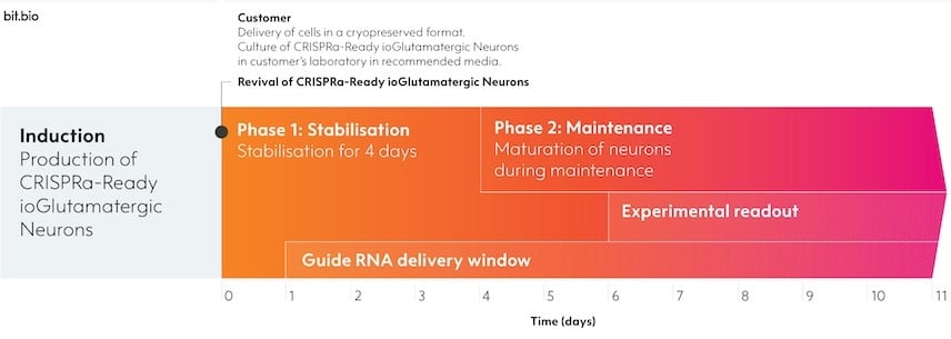 Protocol timeline for CRISPR activation ready glutamatergic neurons