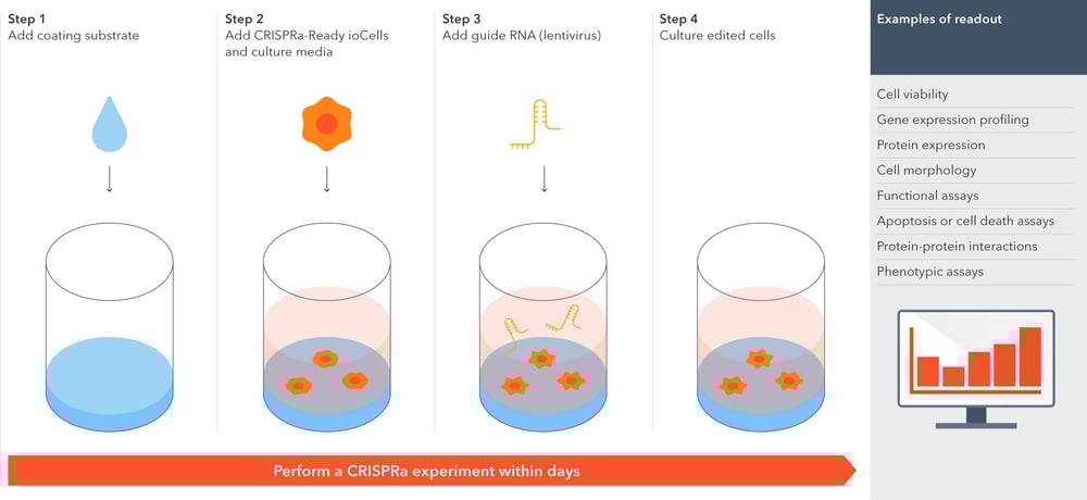 Experimental workflow with CRISPRa-Ready glutamatergic neurons