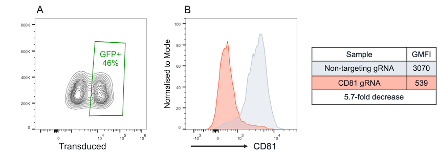 bit.bio CRISPRi-Ready Glutamatergic Neurons CD81 repression flow cytometry