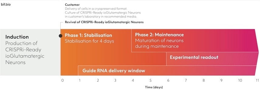 Timeline for culture and gRNA delivery for CRISPRi-Ready ioGlutamatergic Neurons