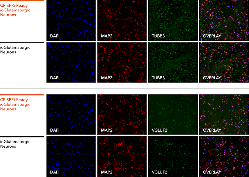 CRISPRi-Ready Glutamatergic Neurons ICC for MAP2, TUBB3 and VGLUT2