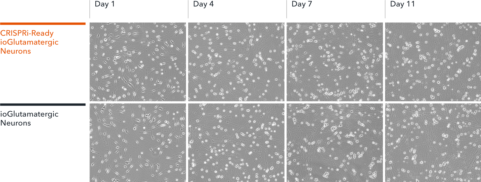CRISPRi-Ready Glutamatergic Neurons brightfield morphology day 1 to day 11