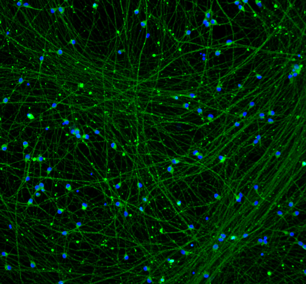 CRISPRi-Ready ioGlutamatergic Neurons User Manual